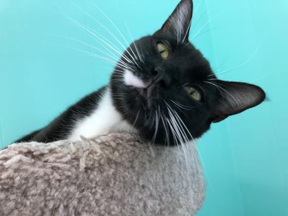 Whiskers.jpg